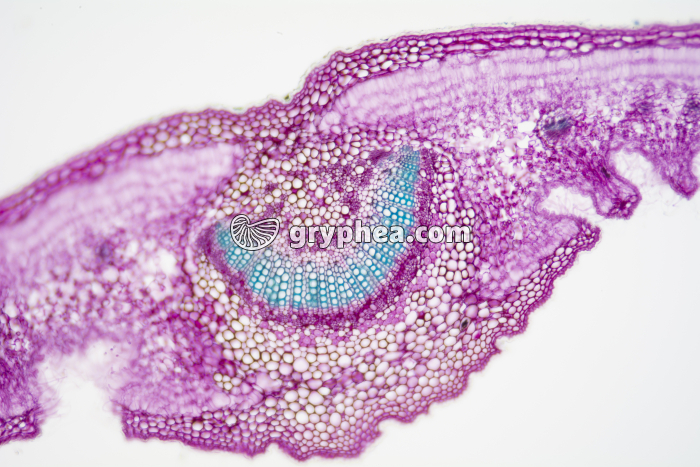 Feuille de Laurier rose crypte stomatifère CT x25 - gryphea.com